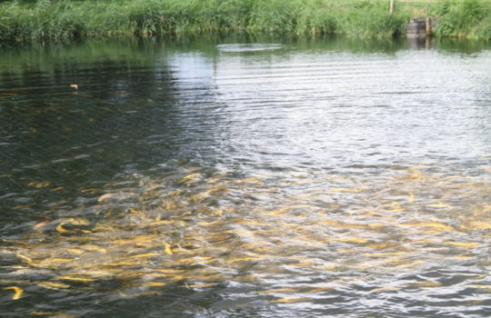 Gewimmel zur Fütterungszeit, aber jede Menge Platz im Teich: Goldforellen für die Fischaktie. Foto: Helmut Stapel