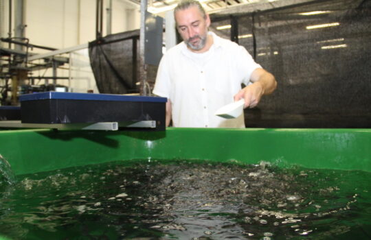 Ein wichtiger Grund für hochwertige Filterverfahren in der Aquakultur: das Fischfutter bringt viele Stoffe ins Wasser ein. Foto: Helmut Stapel