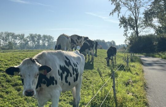 Die Flussvertiefung hat ihnen die Suppe versalzen: die Wesermarsch-Kühe haben zu viel Brackwasser in den Gräben und produzieren schlechtere Milch. Foto: Helmut Stapel