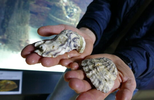 In der Nordsee praktisch ausgestorben: die Europäische Auster (rechts) im Vergleich zur Pazifischen Auster, die hier als invasive Art eingeschleppt wurde. Foto: Helmut Stapel