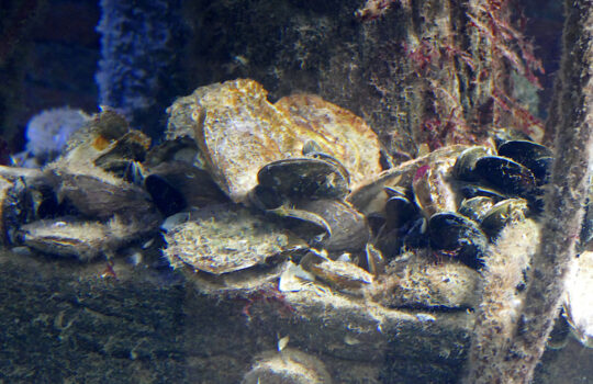 Schichten sich übereinander zum eigenen Riff als Lebensgrundlage für viele Arten: die Europäischen Austern. Foto: Helmut Stapel