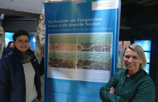 Sind mit Leidenschaft im Projekt „Wiederansiedlung Europäische Auster“ dabei: Zoodirektorin Dr. Heike Kück (links) und die Meeresbiologin Dr. Bernadette Podoga vom Bremerhavener AWI. Foto: Helmut Stapel