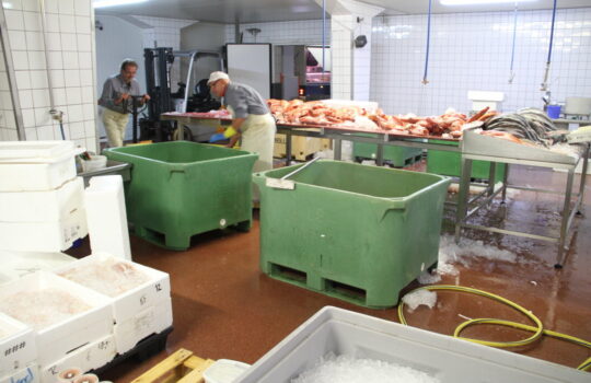 Schon morgens um sieben Uhr auf Hochbetrieb: die Fischverarbeitung bei VSV im Bremerhavener Fischereihafen. Foto: Helmut Stapel
