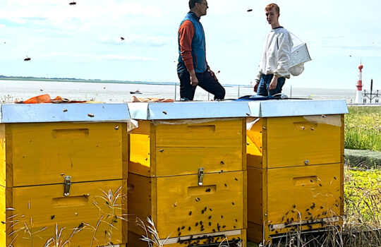 Fleißig dabei: Rund 240.000 Bienen sammeln Pollen für den Honig des Altlantic Sail City Hotels. Foto: Stop press/Helmut Stapel